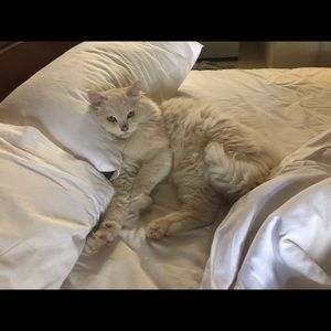 Meet your Posher, Samuel